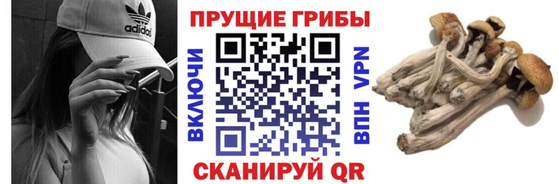 Псилоцибиновые грибы Psilocybe  Санкт-Петербург 